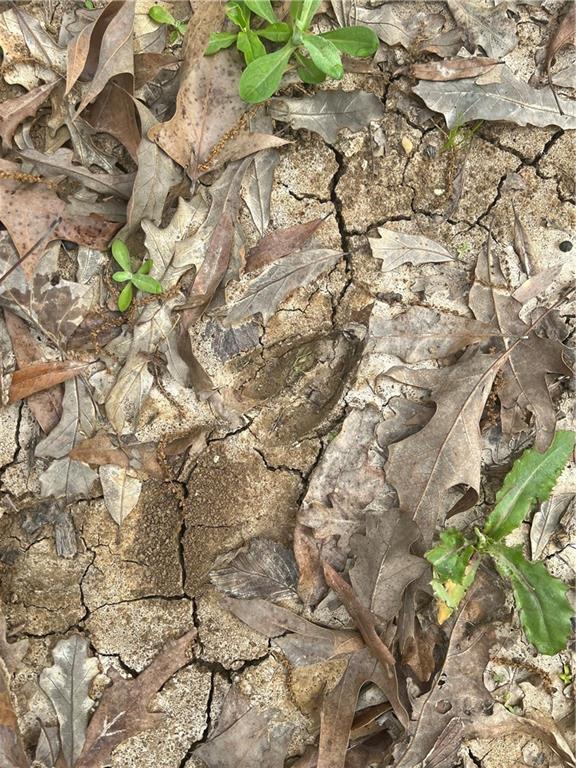 20 M Deville Road Deville, LA 71328 - Photo 15 of 16