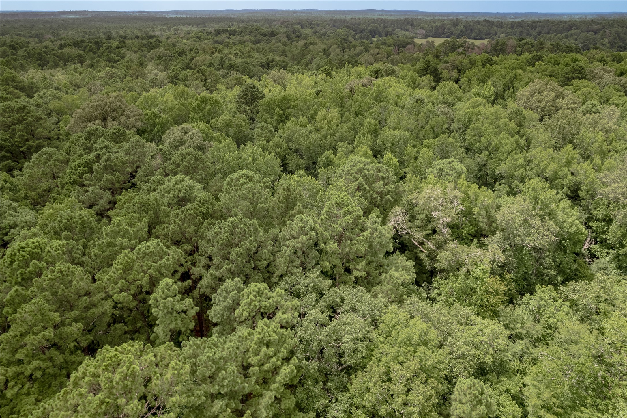 438 Cody Road Trinity, TX 75862 - Photo 39 of 50 Perfect for those seeking tranquility and a connection with nature.