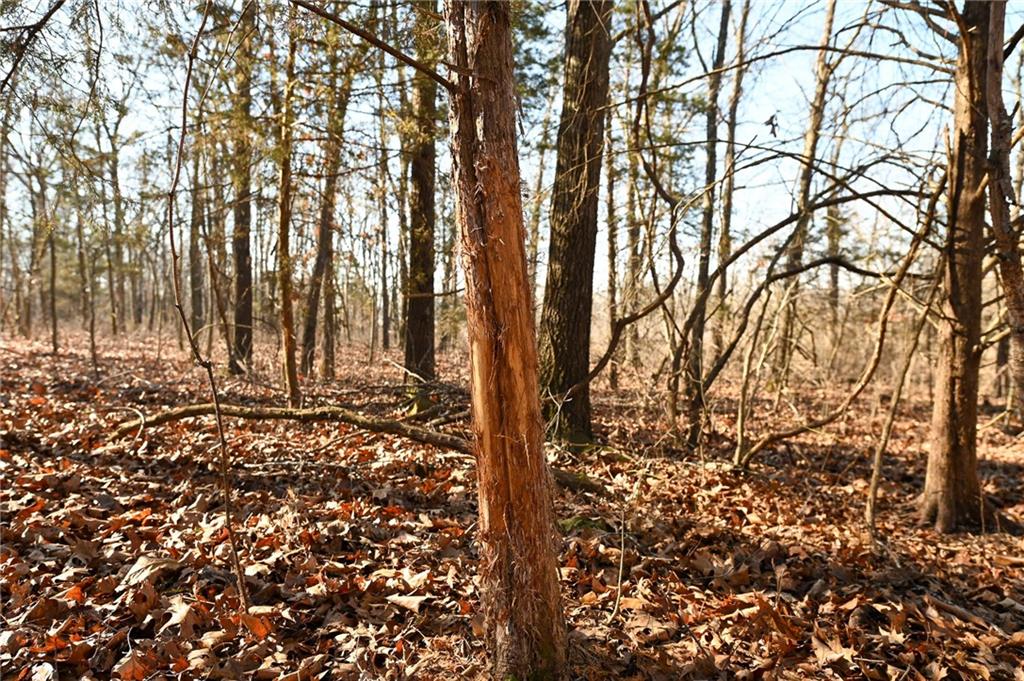 21775 South 725 Road Stockton, MO 65785 - Photo 14 of 37