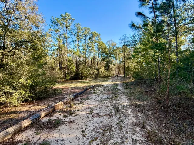 a view of outdoor space with trees all around
