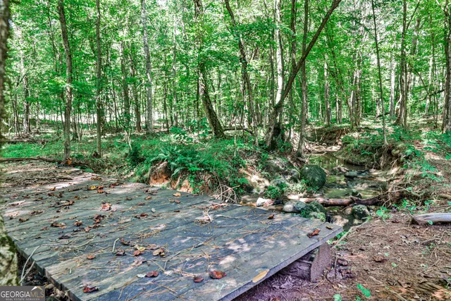a view of a yard with plants and large trees