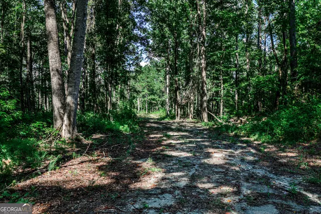 a view of a forest with trees in the background