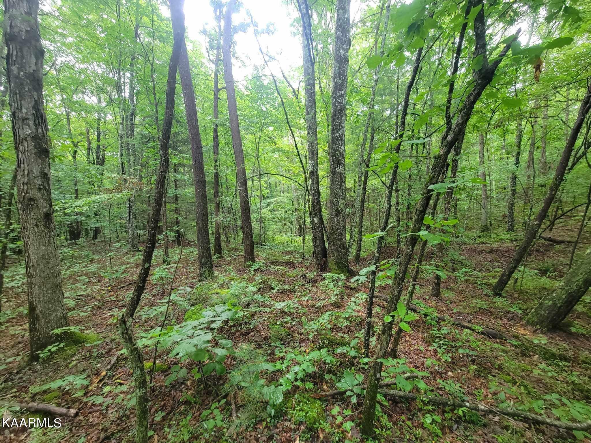 0 40 Model Farm Road Jamestown, TN 38556 - Photo 20 of 59