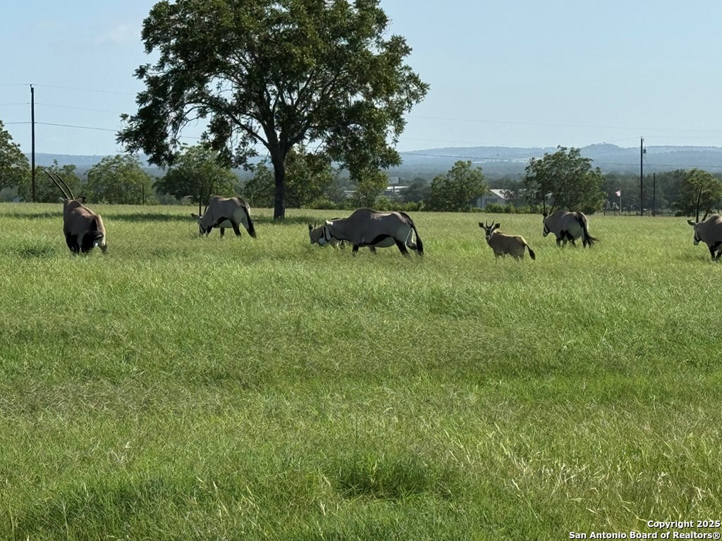 772 Luckenbach Road Fredericksburg, TX 78624 - Photo 76 of 86