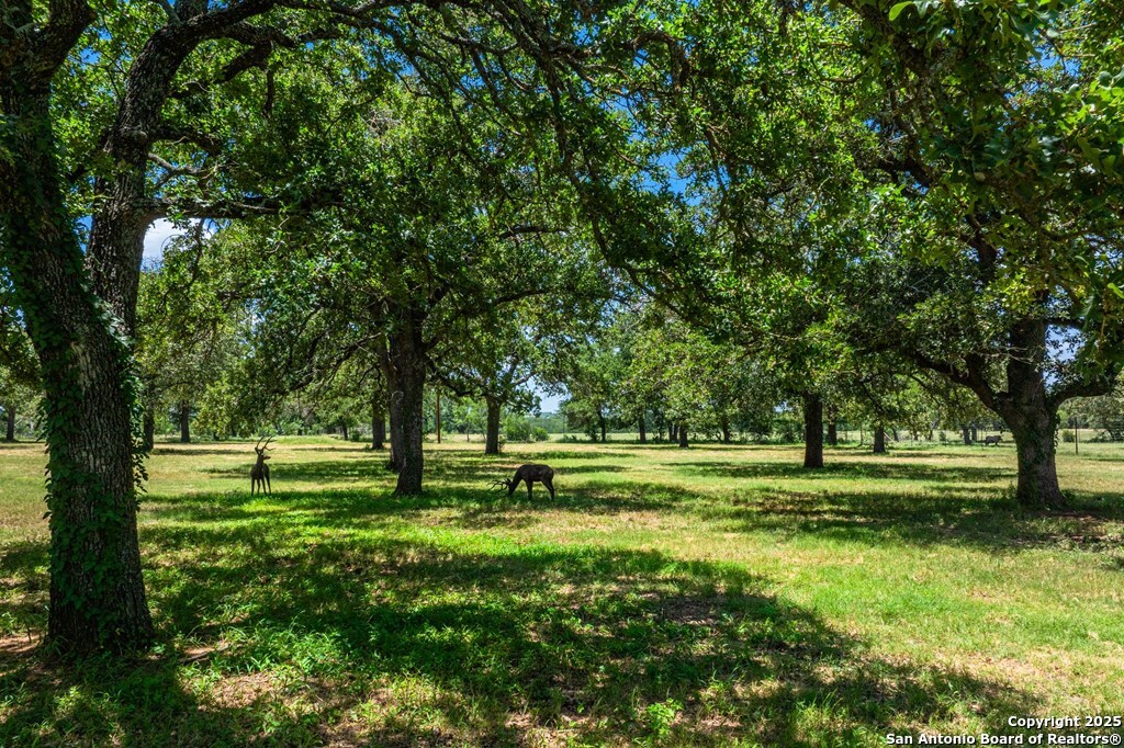 772 Luckenbach Road Fredericksburg, TX 78624 - Photo 80 of 86 a big yard with lots of green space and trees in the background