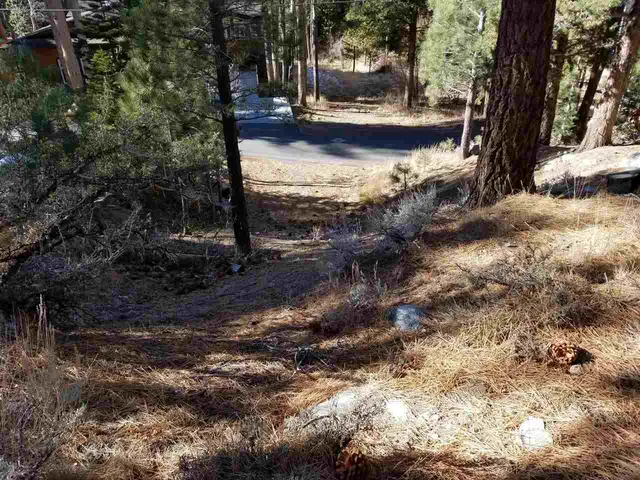 a view of water with large trees