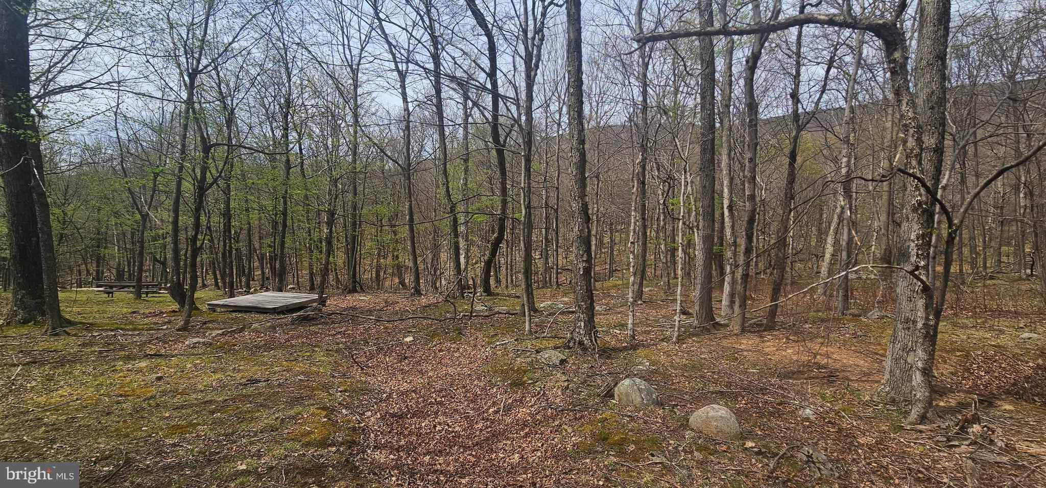 Goldenseal Road Maysville, WV 26833 - Photo 15 of 34