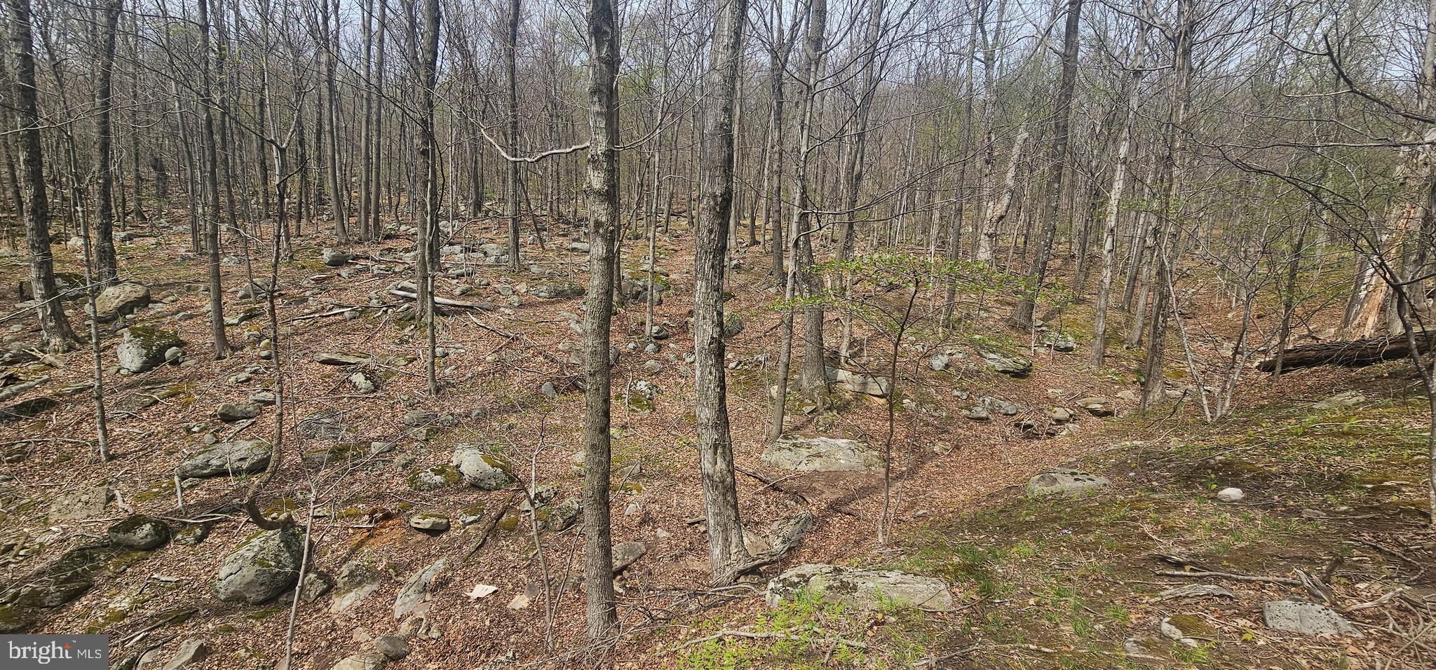 Goldenseal Road Maysville, WV 26833 - Photo 17 of 34