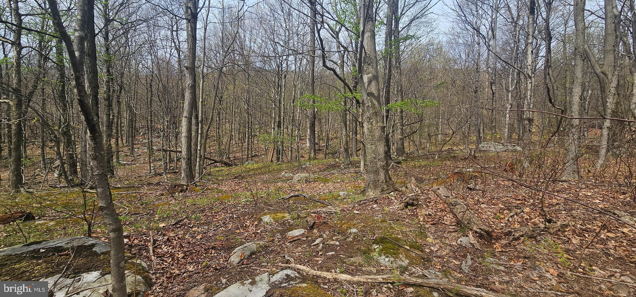 Goldenseal Road Maysville, WV 26833 - Photo 22 of 34