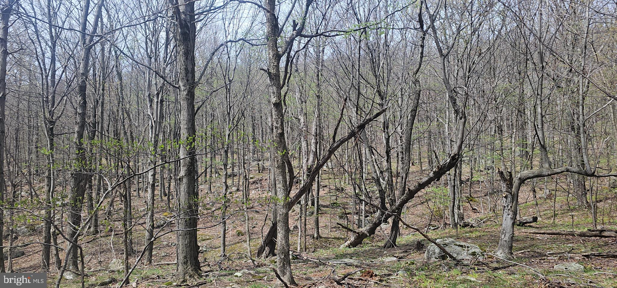 Goldenseal Road Maysville, WV 26833 - Photo 24 of 34