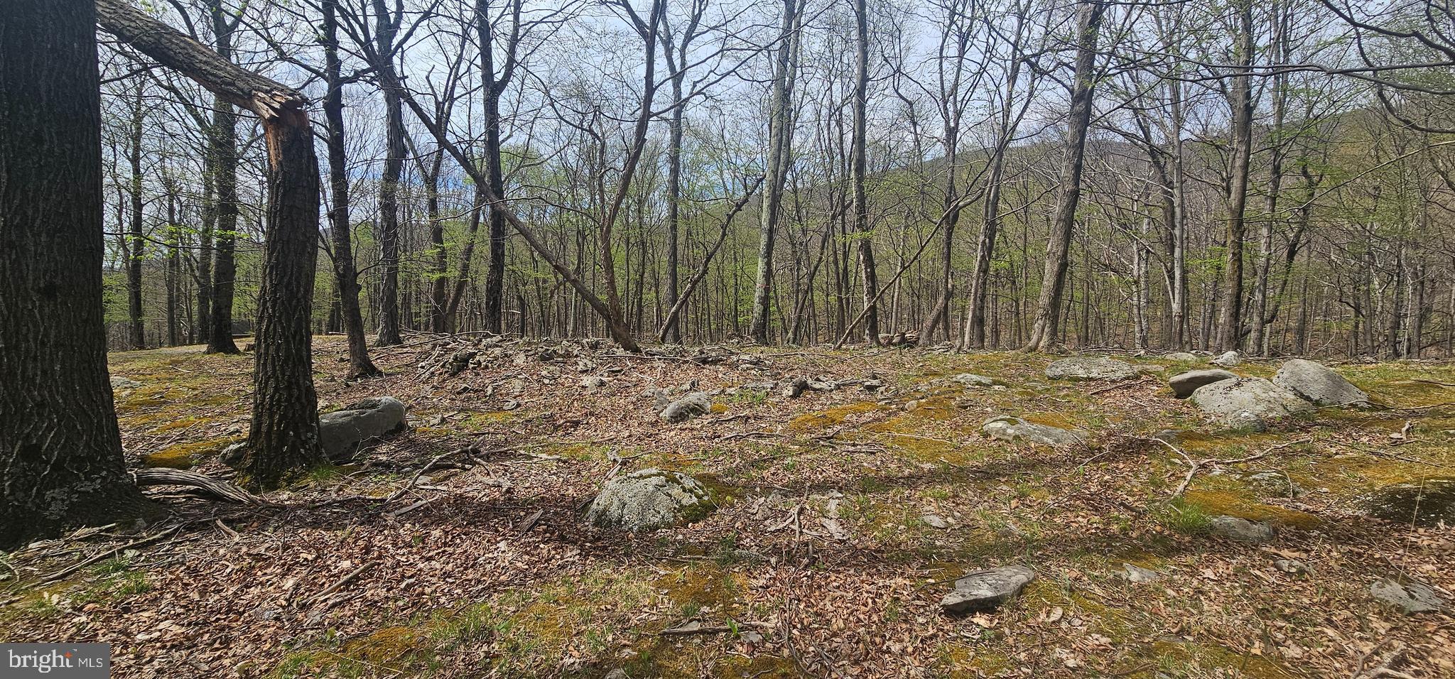 Goldenseal Road Maysville, WV 26833 - Photo 25 of 34