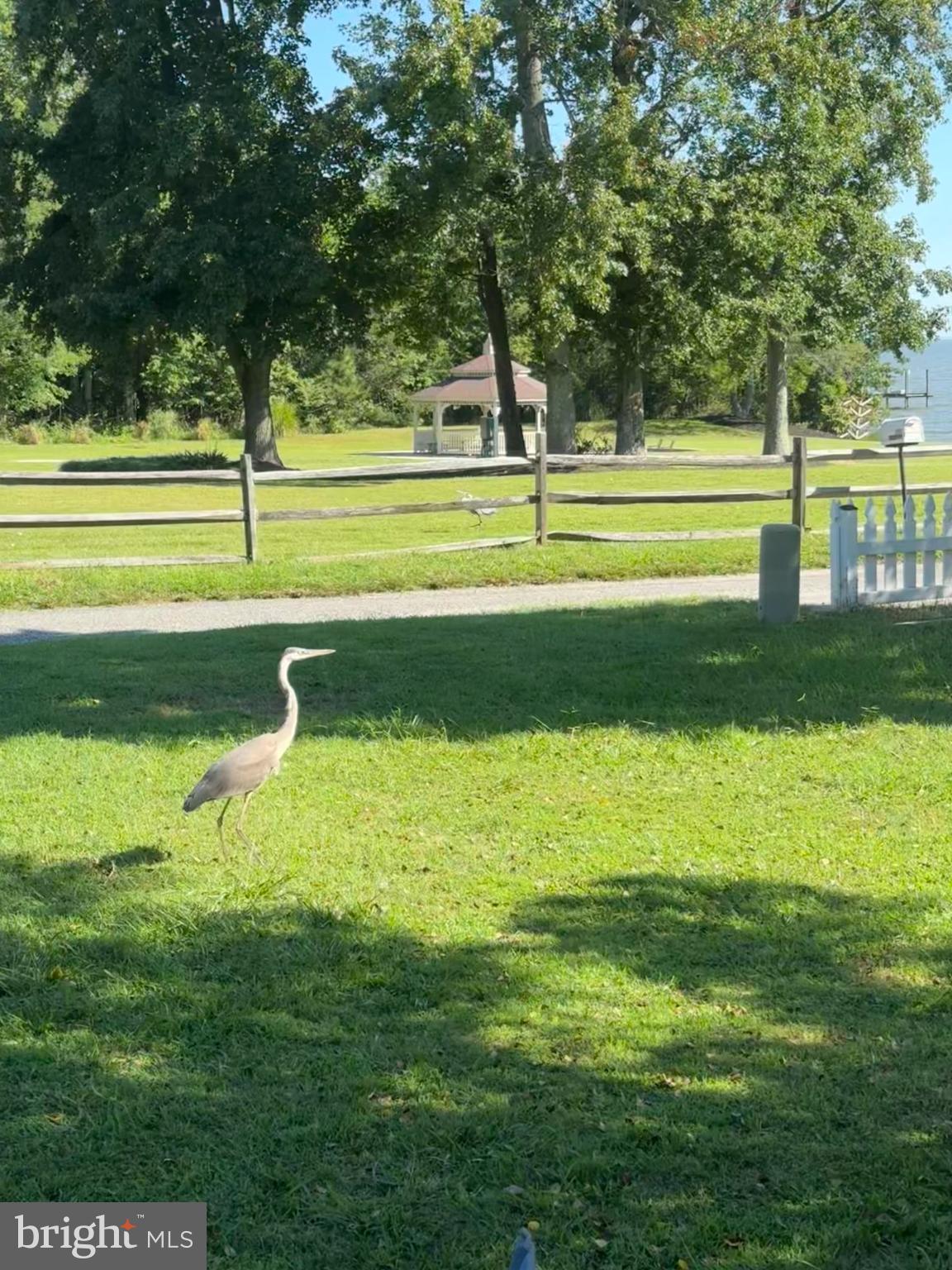 2023 Bay Road Pasadena, MD 21122 - Photo 26 of 35 Graceful heron in a sunlit park-like setting.