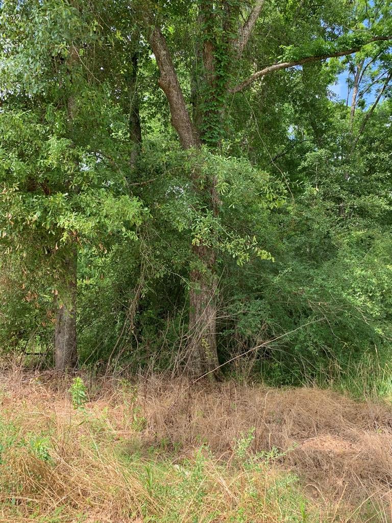 0 Corinth Road Slocomb, AL 36375 - Photo 4 of 11