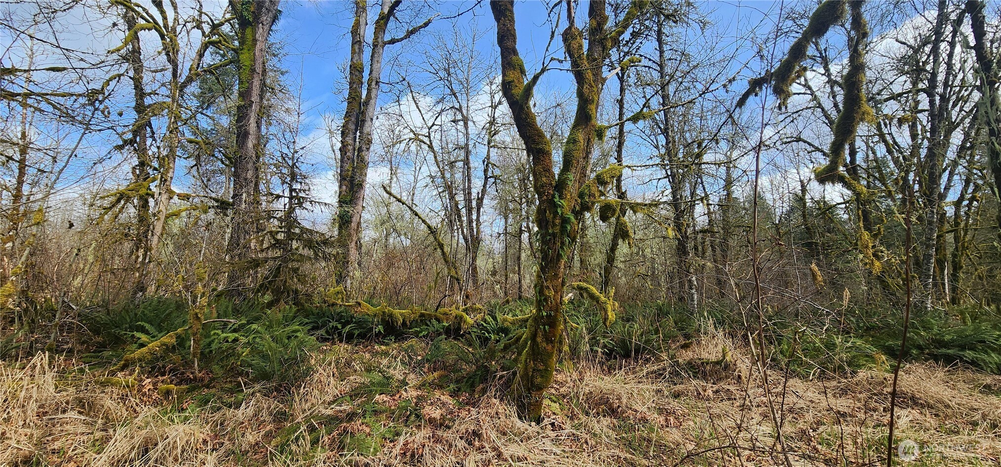 285 Justus Road Cinebar, WA 98533 - Photo 11 of 29 a view of a yard