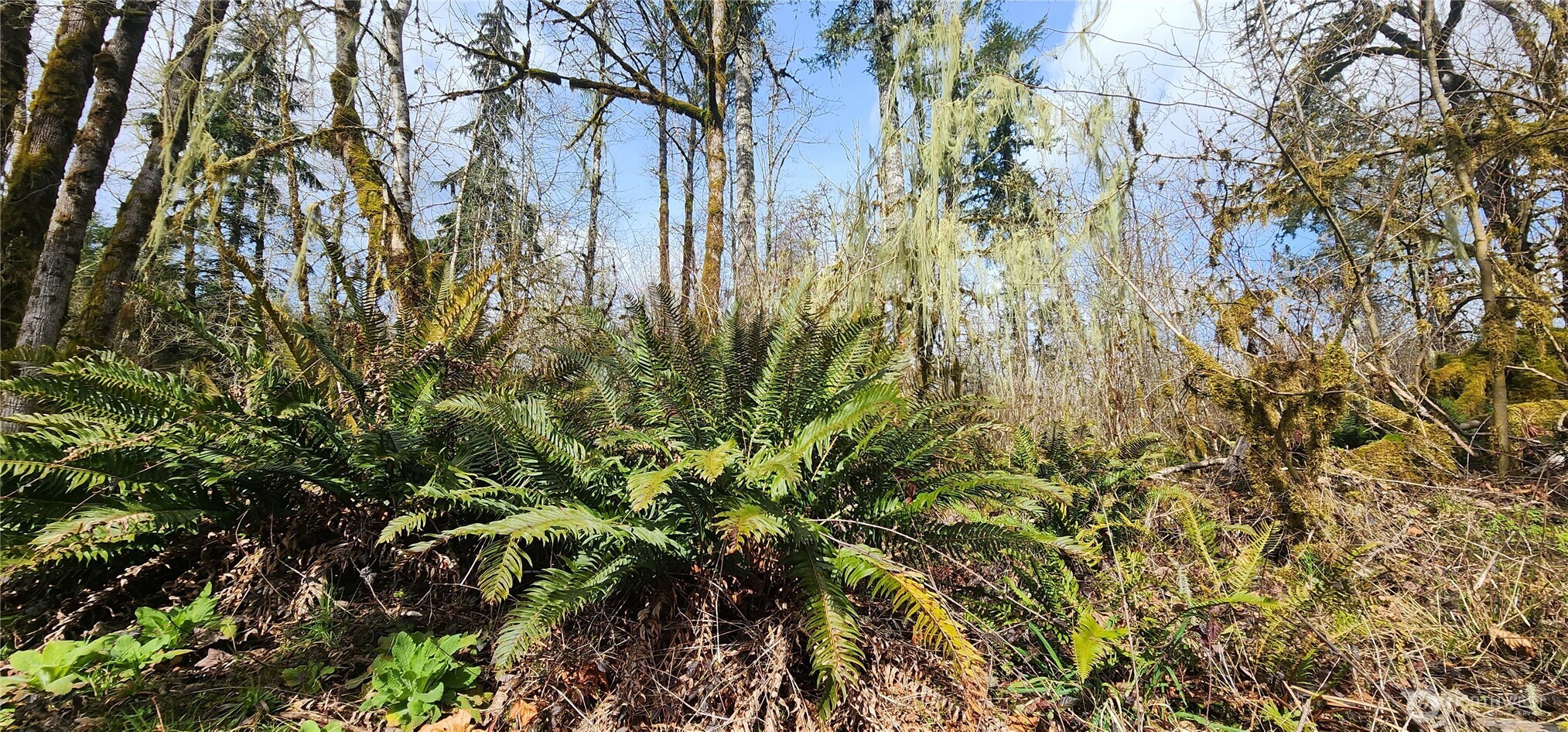 285 Justus Road Cinebar, WA 98533 - Photo 12 of 29 a view of a yard with plants and trees