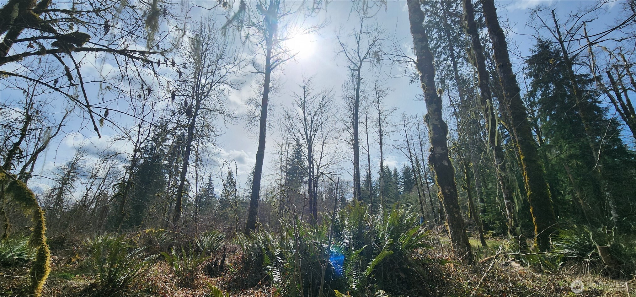 285 Justus Road Cinebar, WA 98533 - Photo 14 of 29 a close up of a plant in a forest