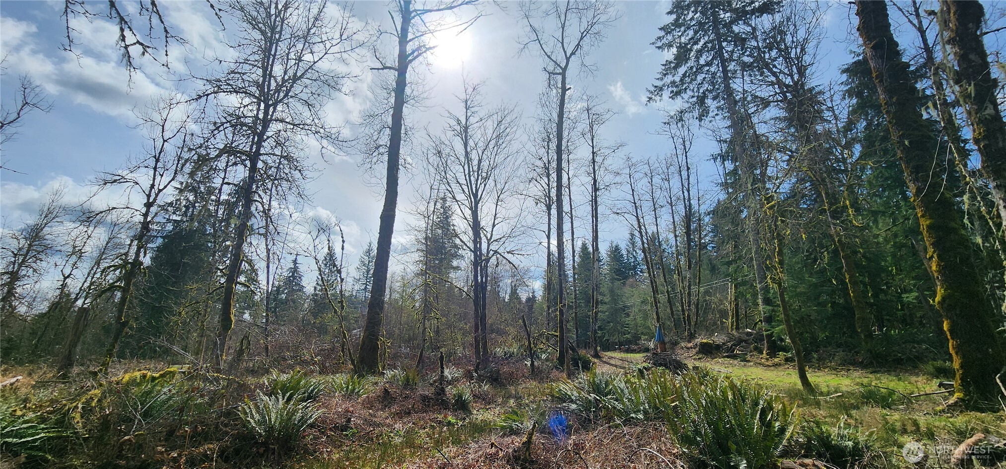 285 Justus Road Cinebar, WA 98533 - Photo 15 of 29 a view of forest