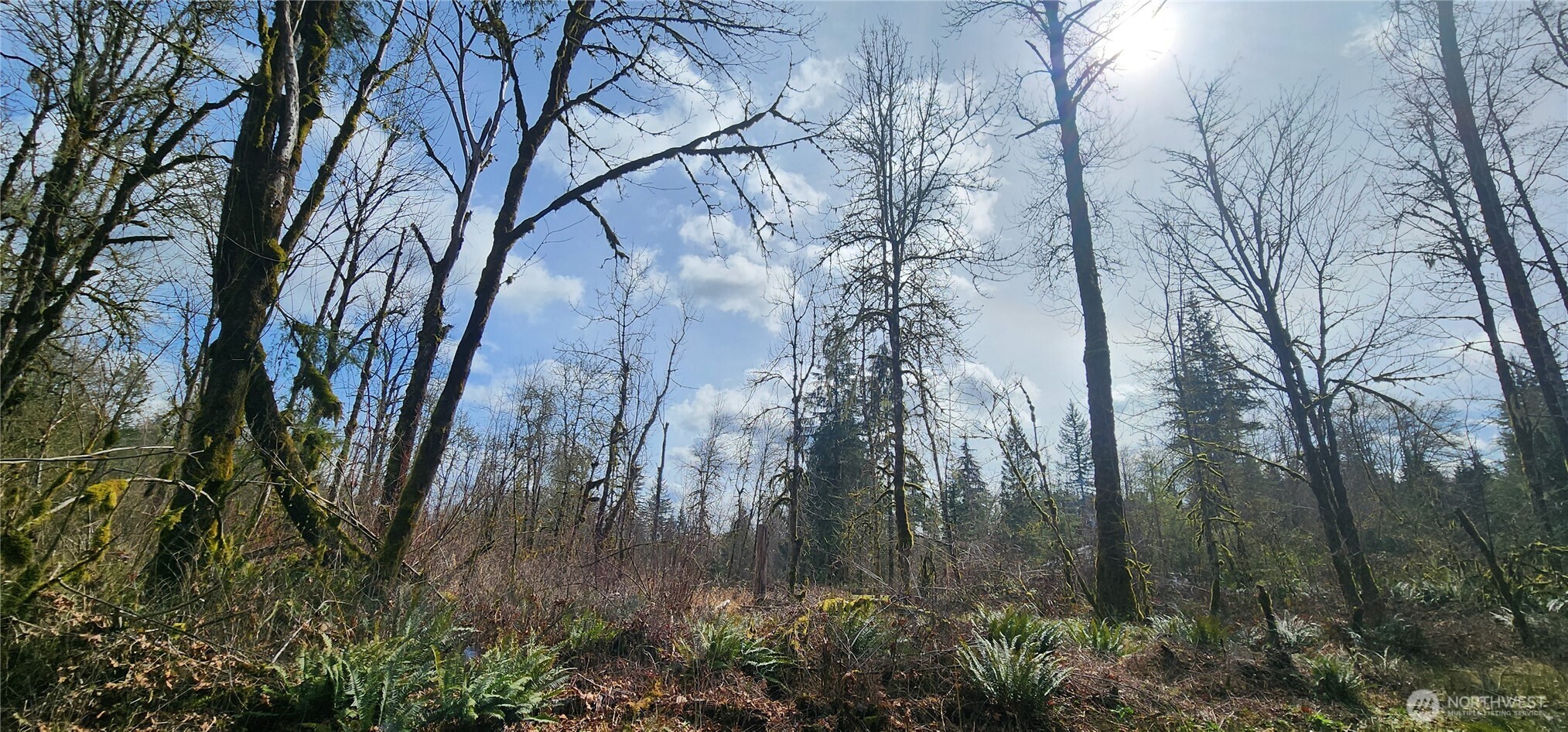 285 Justus Road Cinebar, WA 98533 - Photo 16 of 29 a backyard of a house with lots of green space