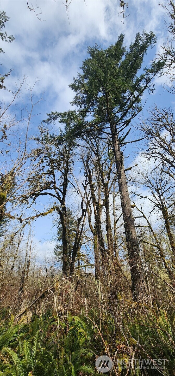 285 Justus Road Cinebar, WA 98533 - Photo 17 of 29