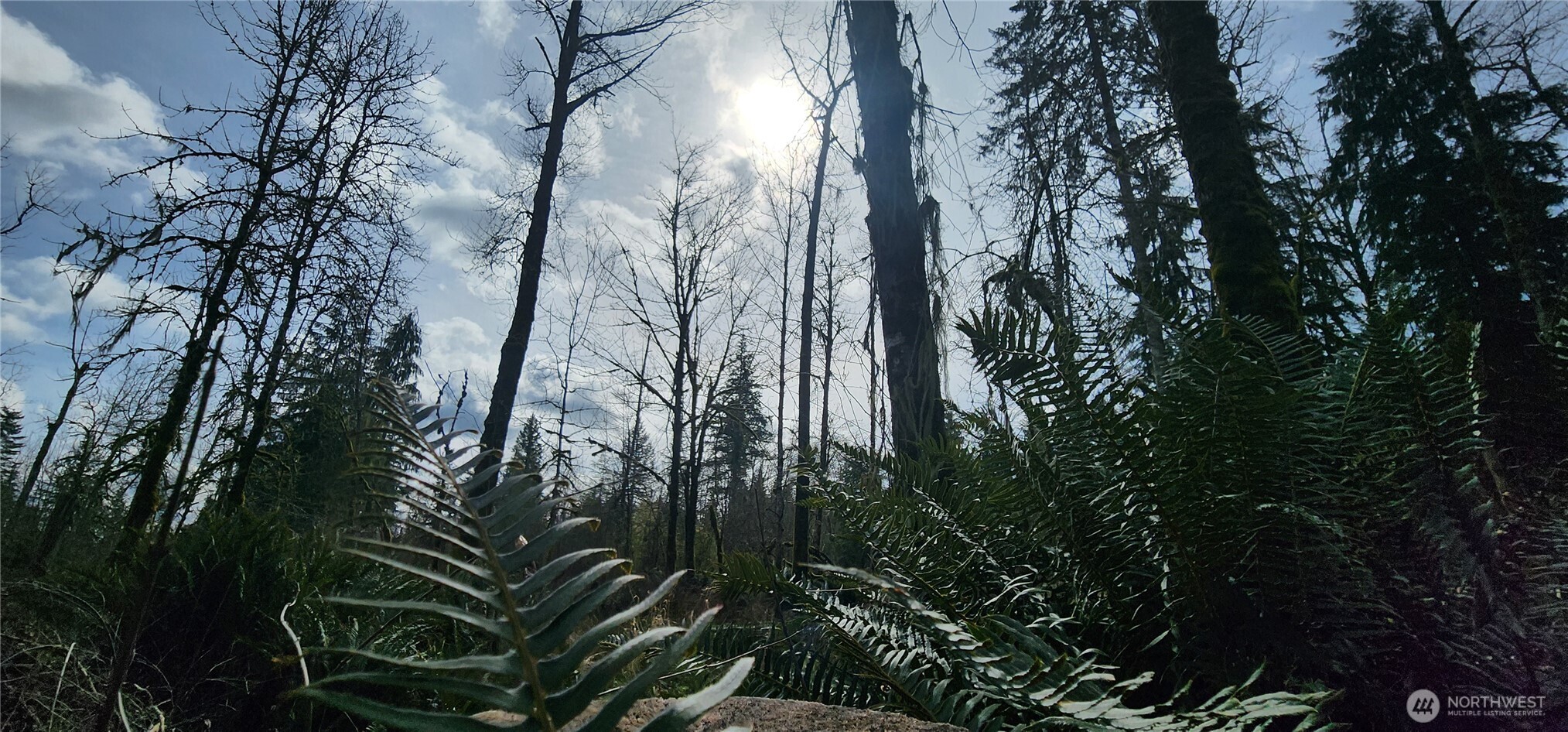 285 Justus Road Cinebar, WA 98533 - Photo 18 of 29 a view of forest