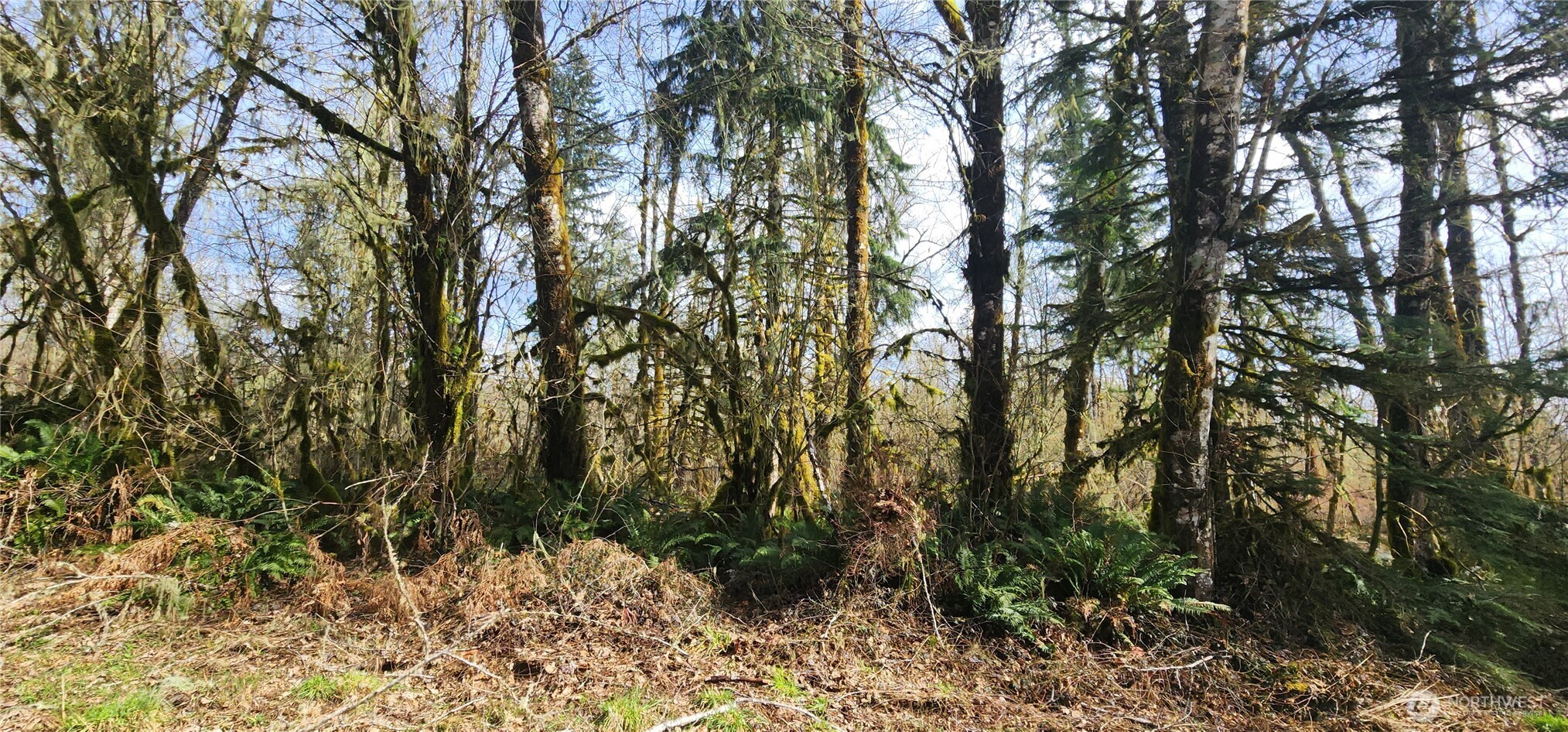 285 Justus Road Cinebar, WA 98533 - Photo 20 of 29 a view of a yard