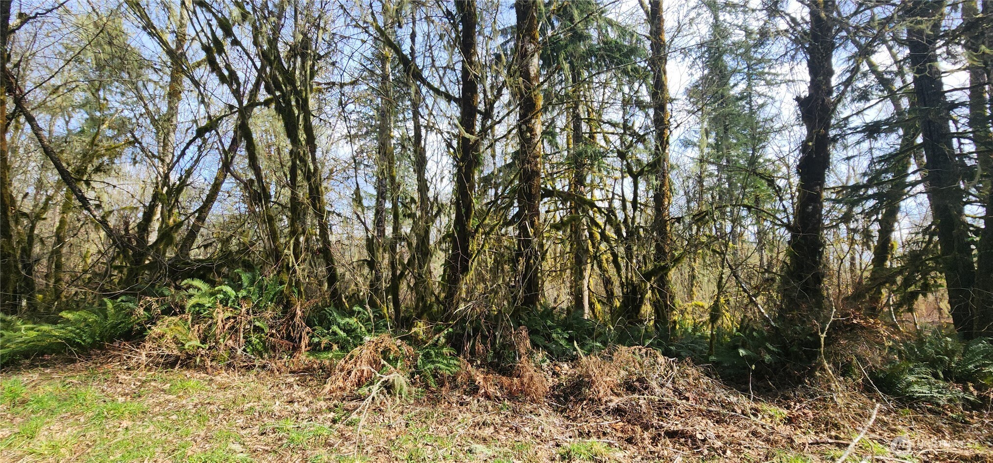 285 Justus Road Cinebar, WA 98533 - Photo 21 of 29 a view of a yard