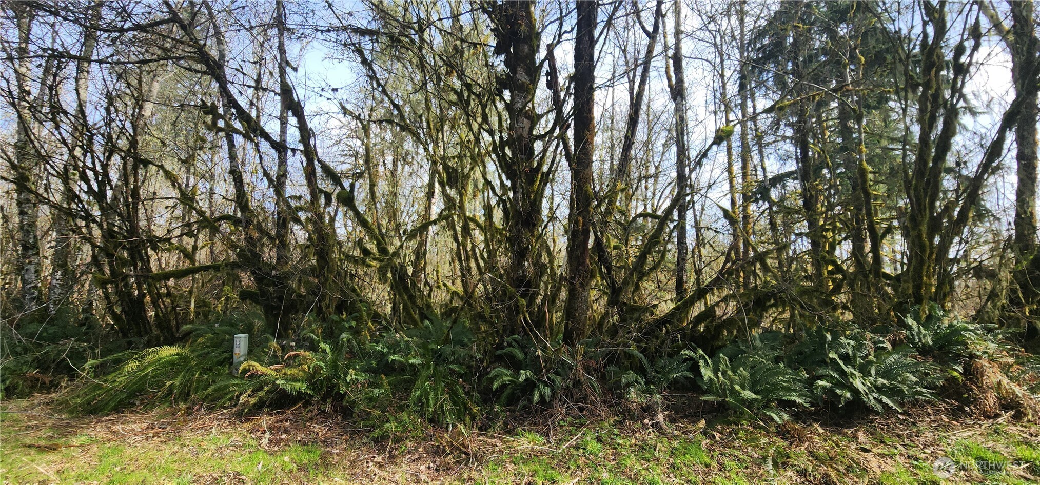 285 Justus Road Cinebar, WA 98533 - Photo 22 of 29 a view of a yard
