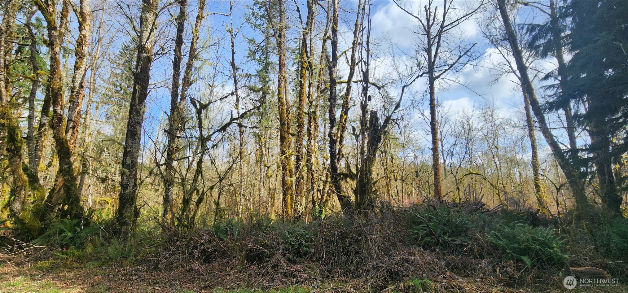 285 Justus Road Cinebar, WA 98533 - Photo 23 of 29 a view of forest