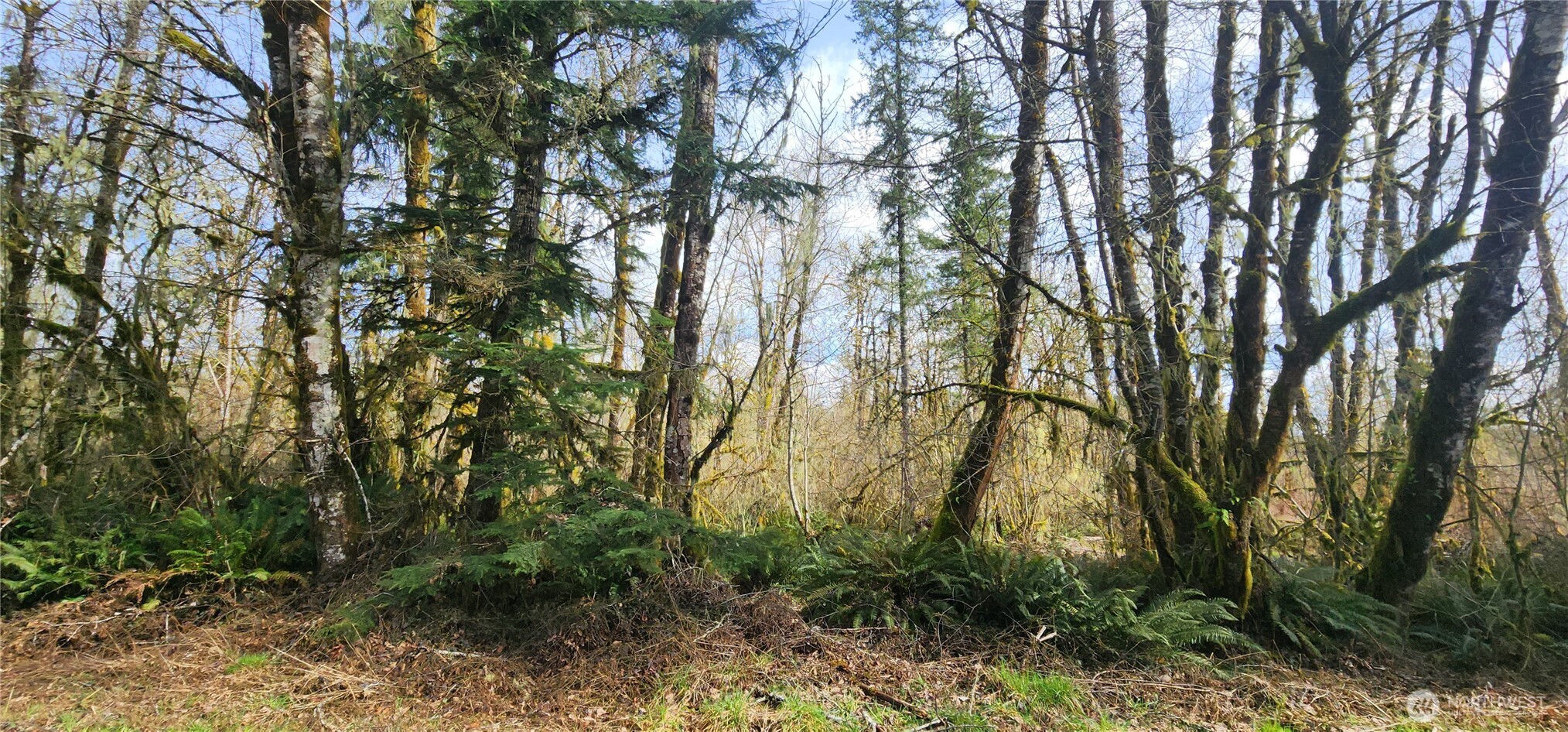 285 Justus Road Cinebar, WA 98533 - Photo 24 of 29 a backyard of a house with lots of plants and large trees