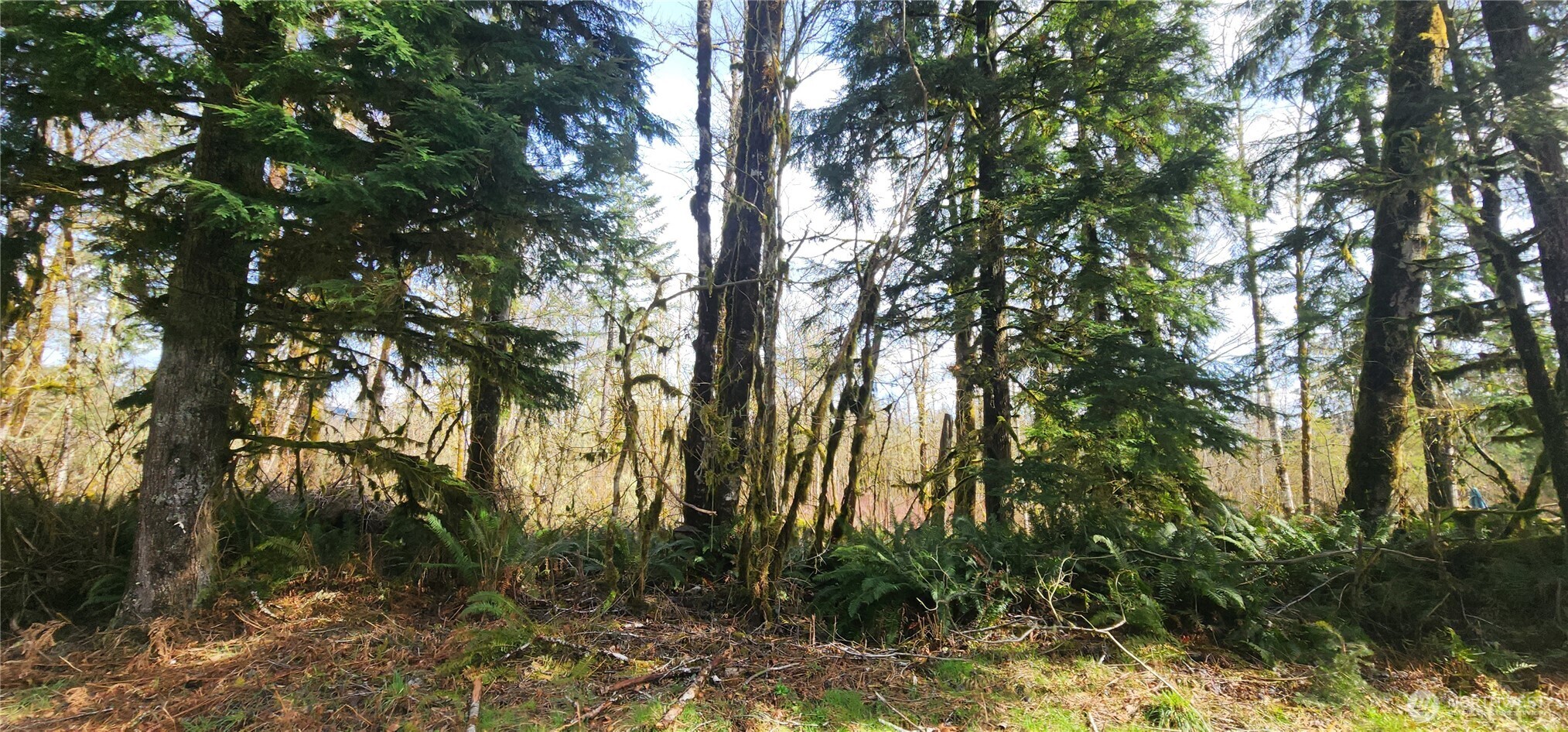 285 Justus Road Cinebar, WA 98533 - Photo 25 of 29 a backyard of a house with lots of green space