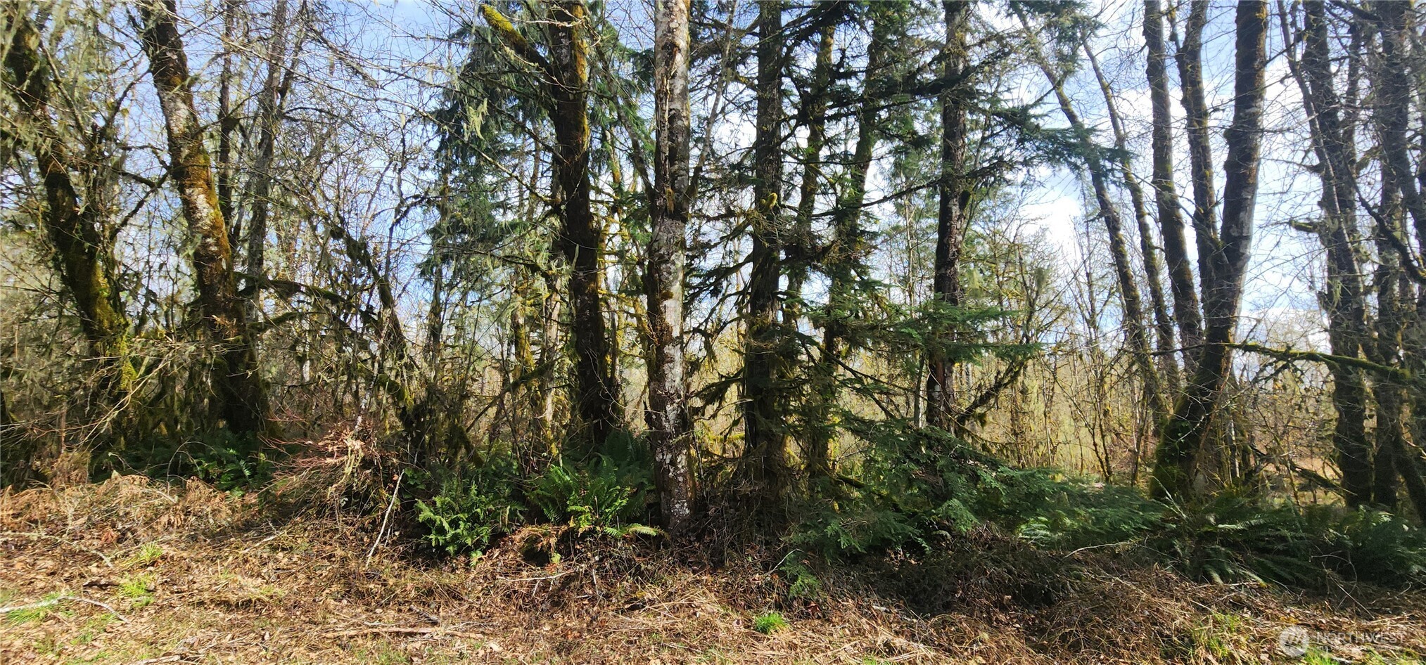 285 Justus Road Cinebar, WA 98533 - Photo 27 of 29 a view of forest