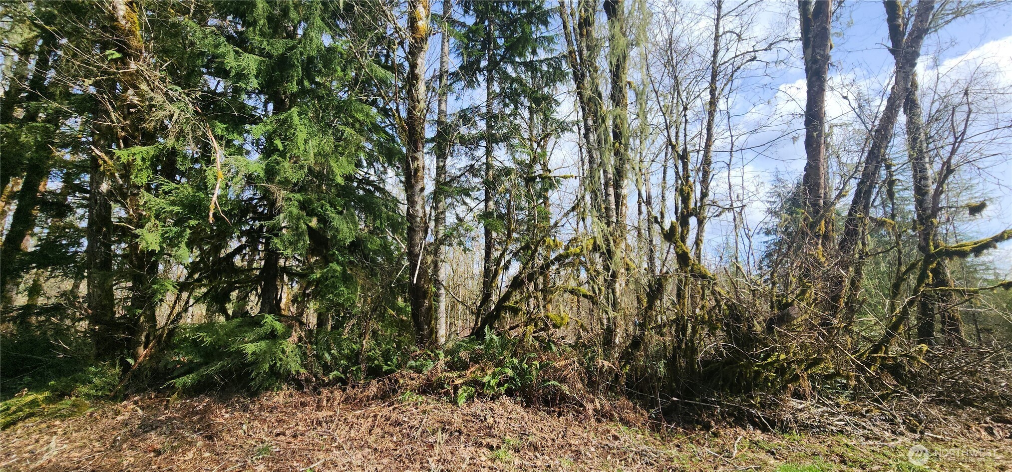 285 Justus Road Cinebar, WA 98533 - Photo 28 of 29 a view of a yard