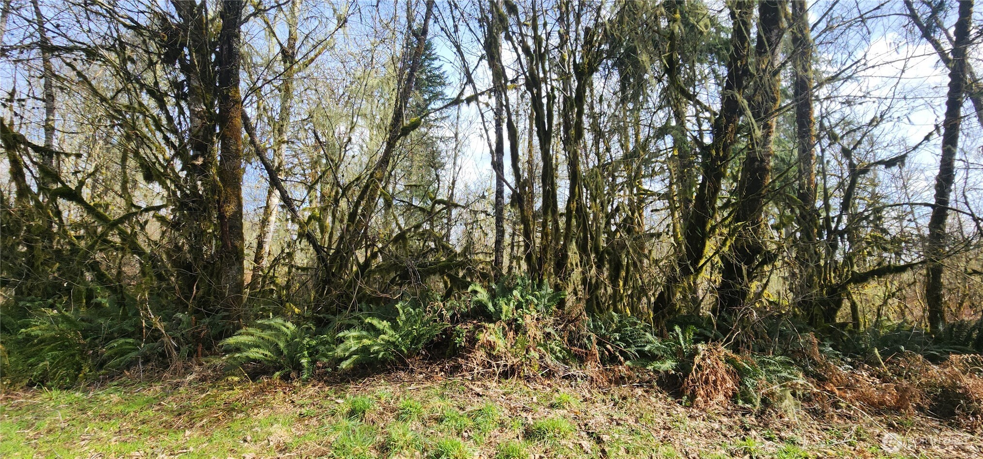 285 Justus Road Cinebar, WA 98533 - Photo 29 of 29 a backyard of a house with lots of plants and trees