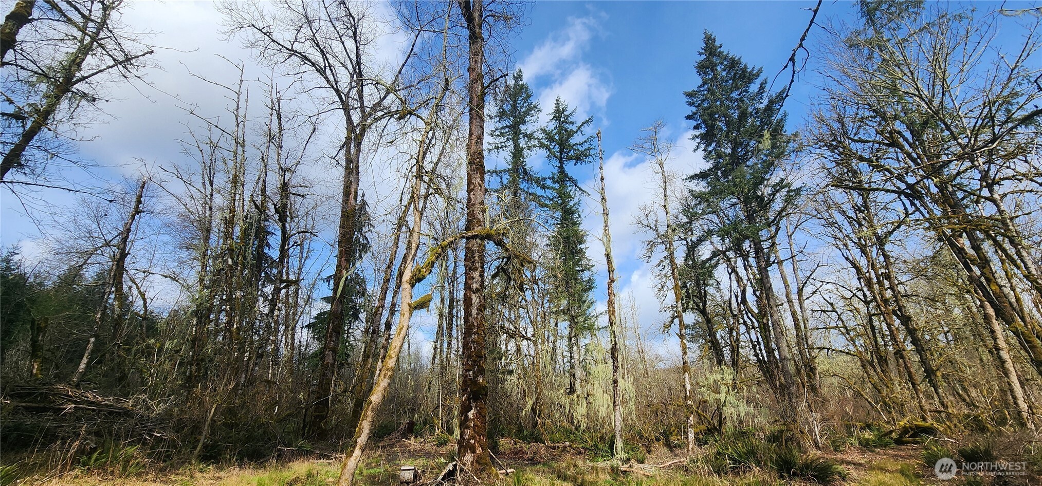 285 Justus Road Cinebar, WA 98533 - Photo 3 of 29 a view of a yard