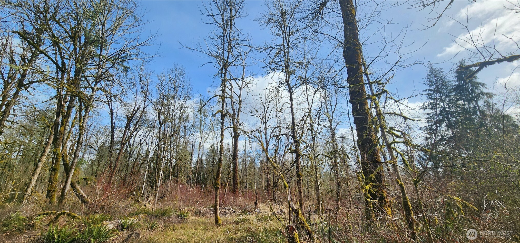 285 Justus Road Cinebar, WA 98533 - Photo 4 of 29 a view of a yard