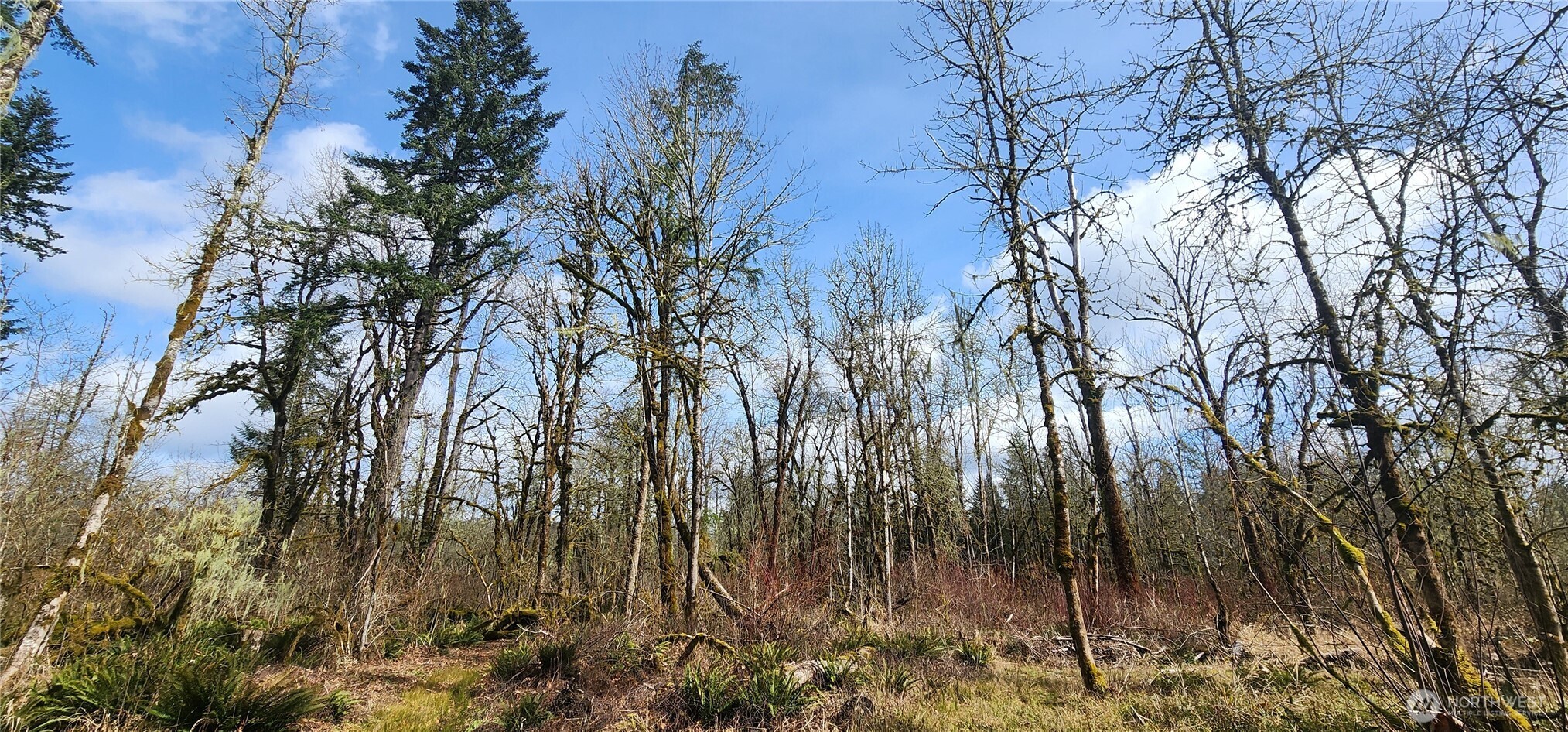 285 Justus Road Cinebar, WA 98533 - Photo 5 of 29 a view of backyard of a house