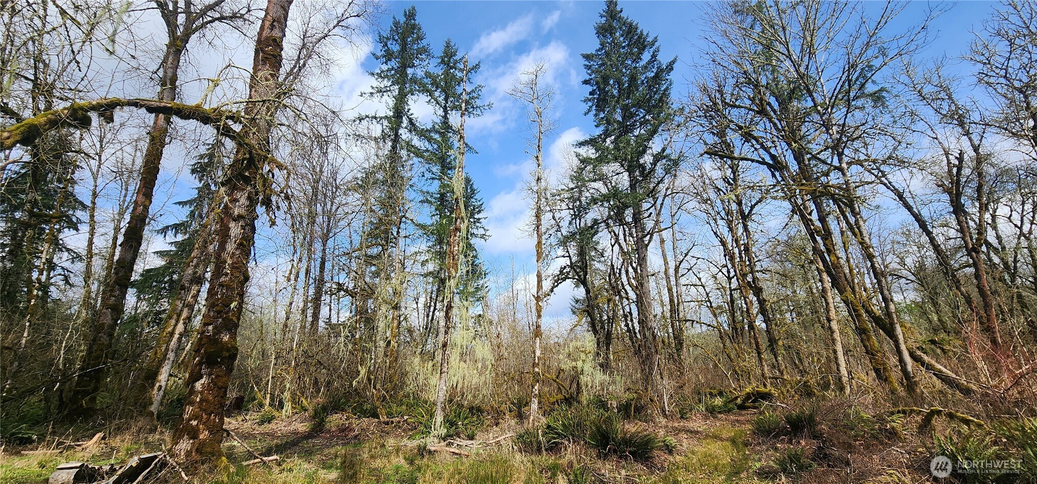 285 Justus Road Cinebar, WA 98533 - Photo 6 of 29 a view of a yard with plants and trees
