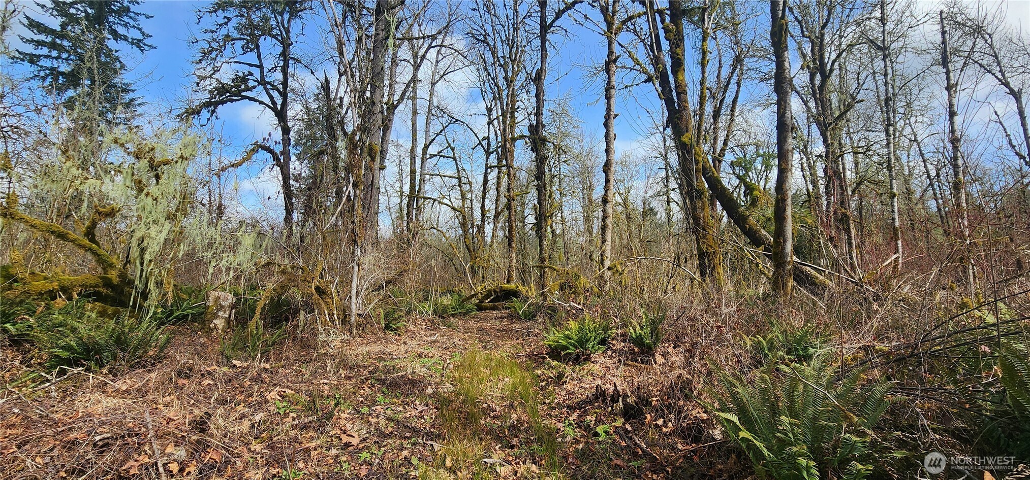 285 Justus Road Cinebar, WA 98533 - Photo 7 of 29 a view of a yard with trees