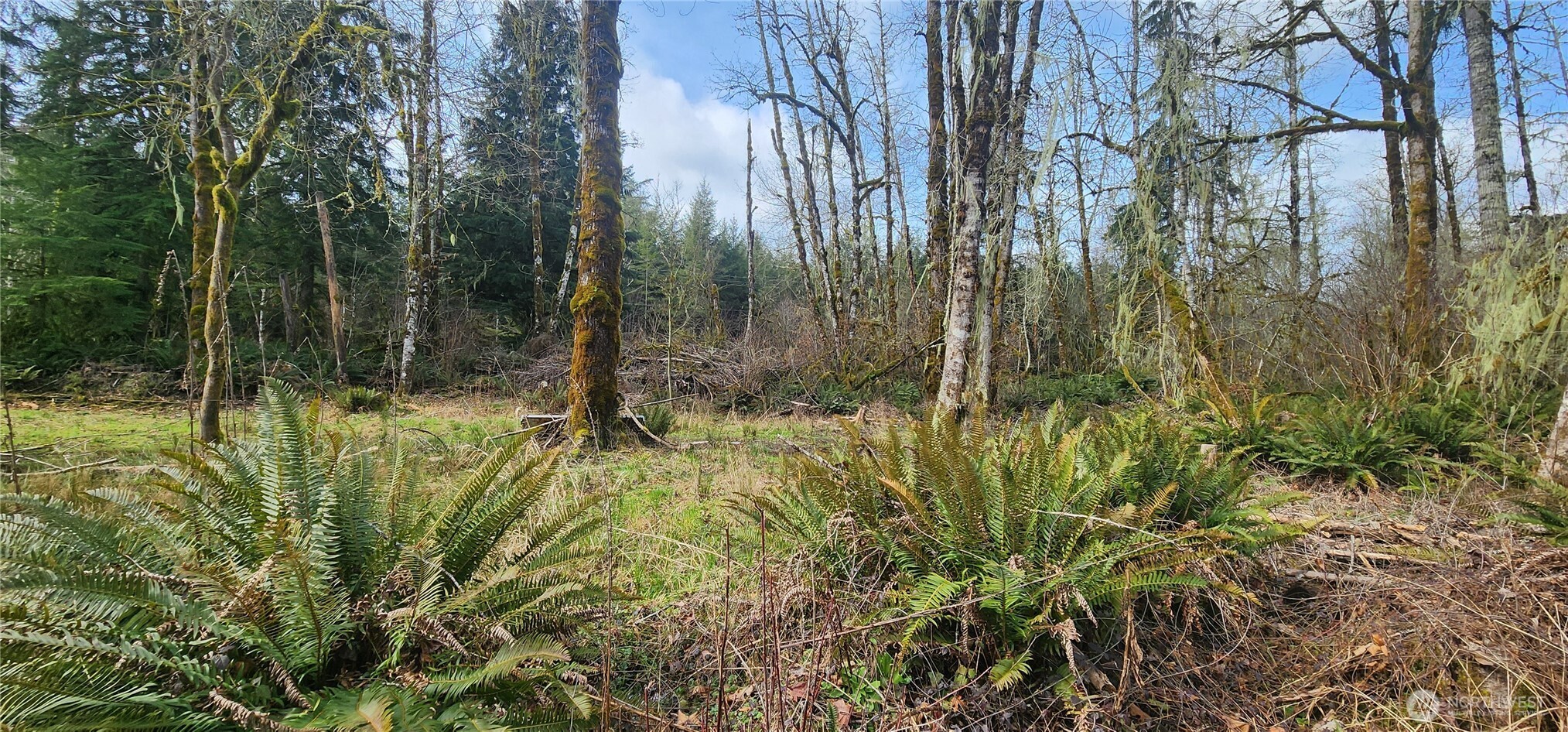 285 Justus Road Cinebar, WA 98533 - Photo 8 of 29 a backyard of a house with lots of green space and forest