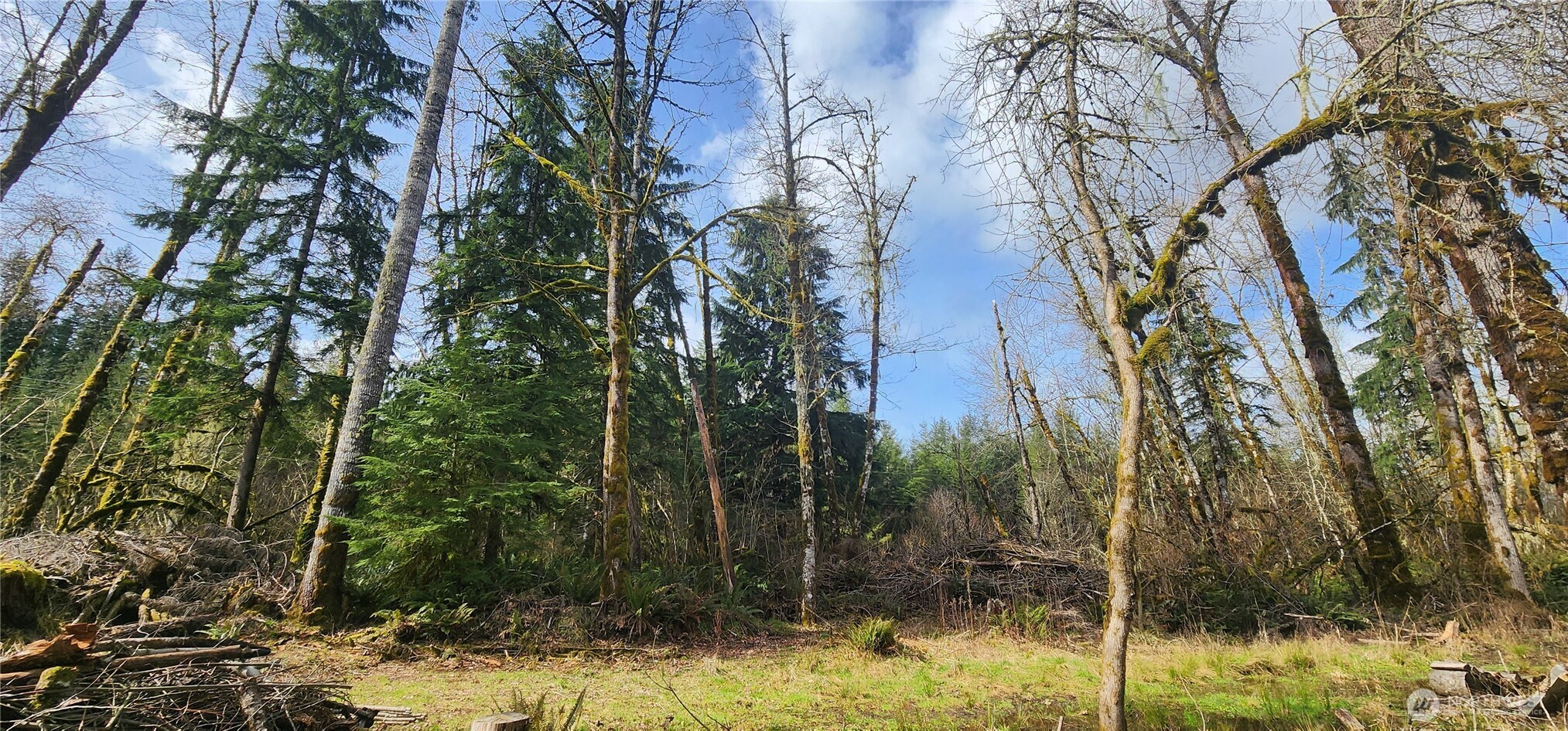 285 Justus Road Cinebar, WA 98533 - Photo 9 of 29 a view of a yard