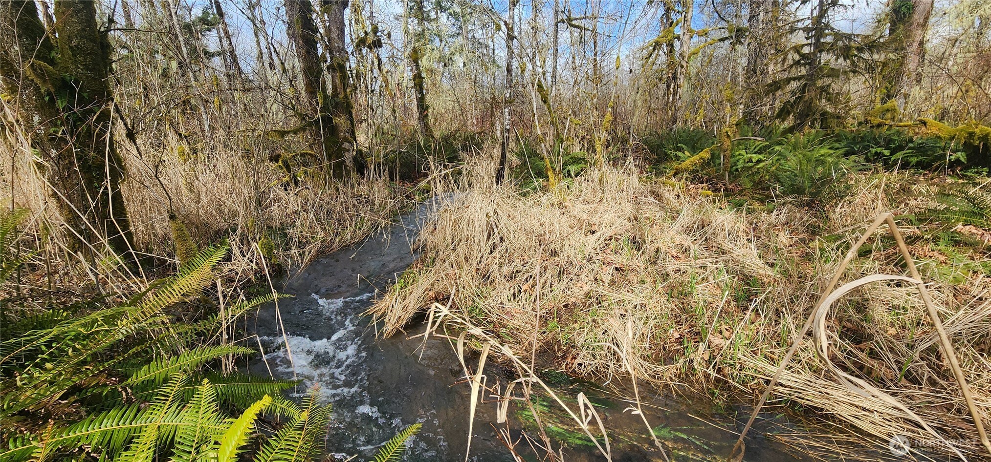 285 Justus Road Cinebar, WA 98533 - Photo 10 of 29 a view of a yard with a tree