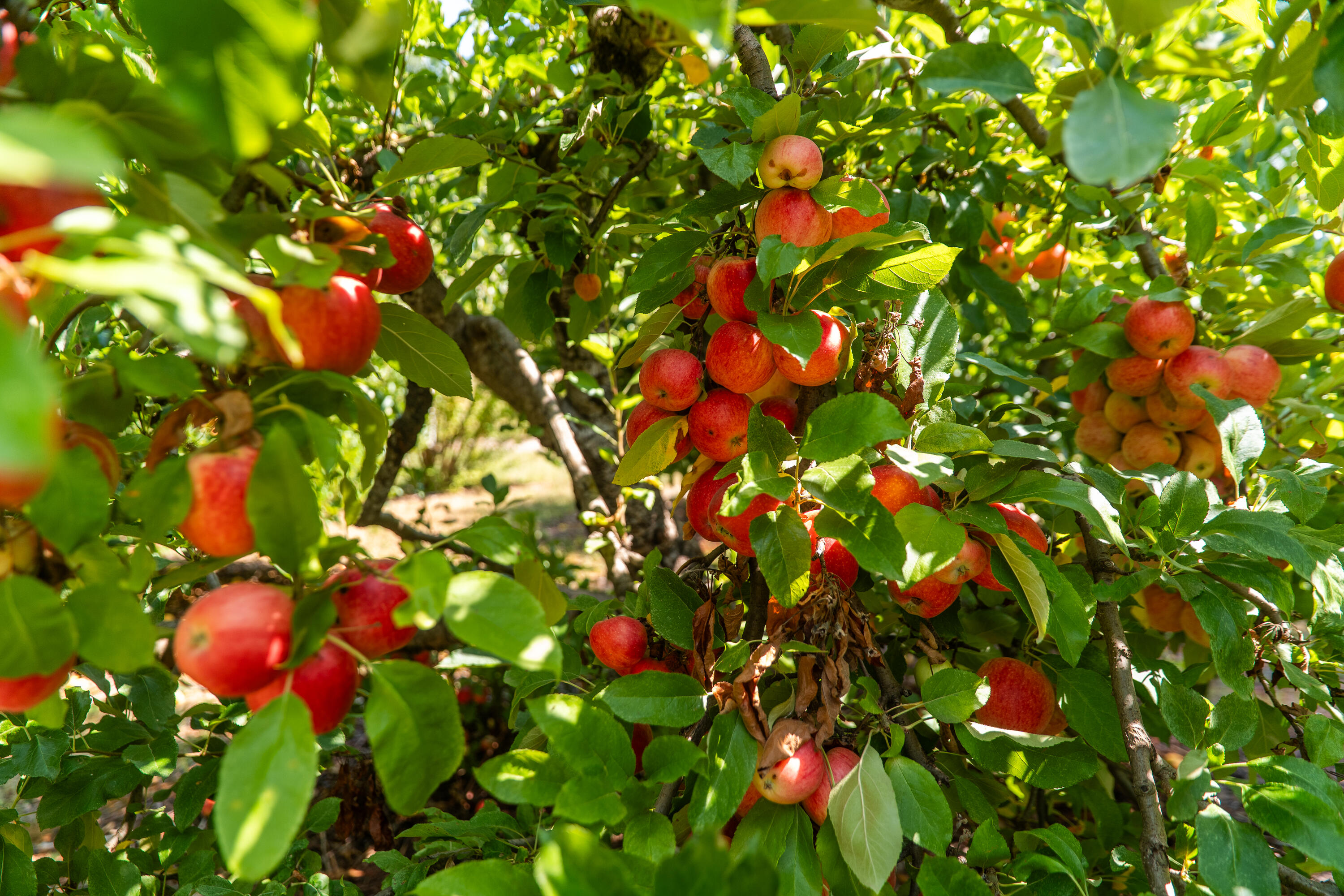 0 Summit Lake Road Montgomery Creek, CA 96065 - Photo 36 of 41 a view of flowers