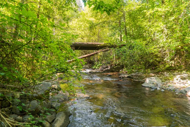 a view of a large yard with plants and a bench