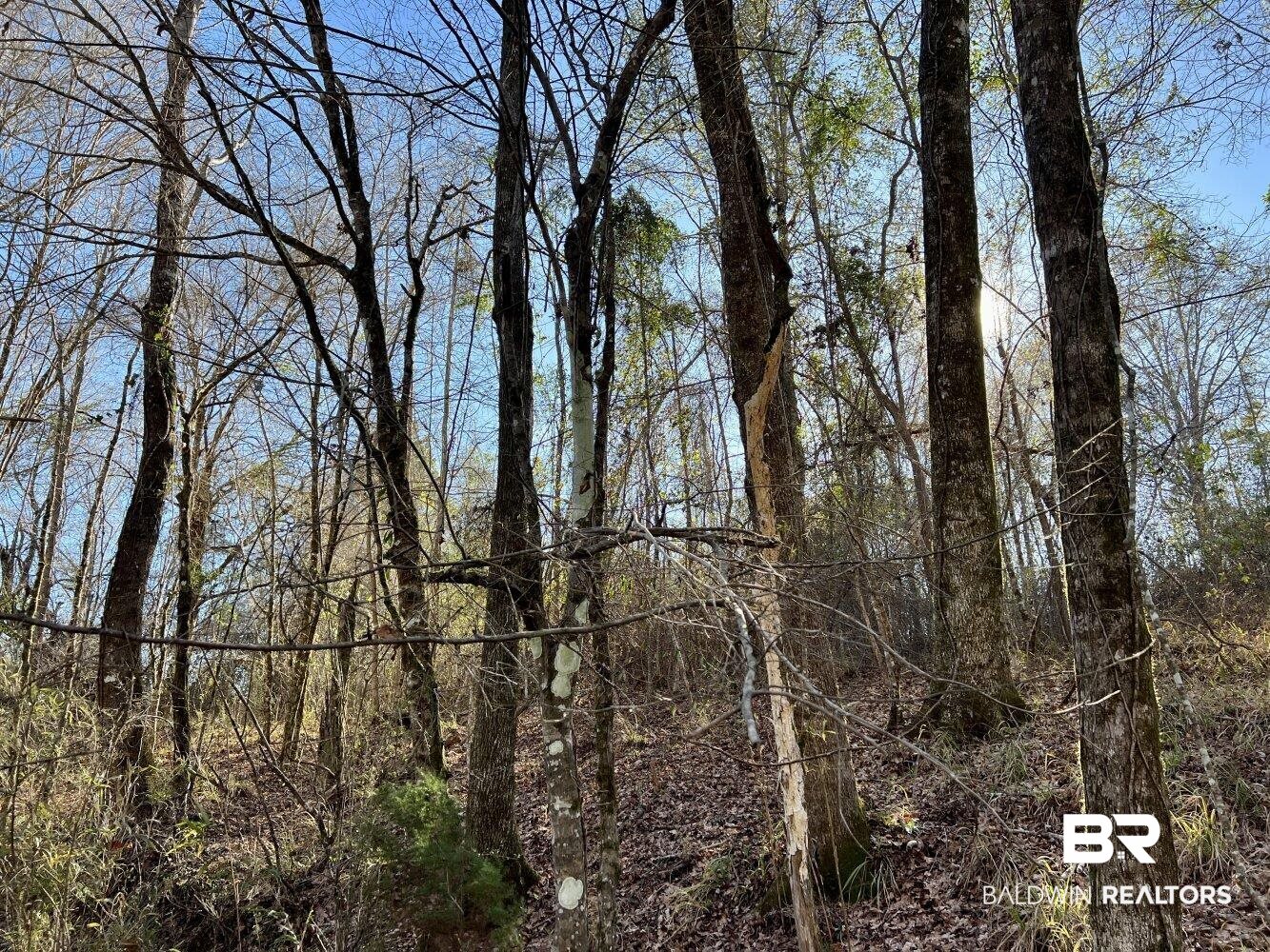 0 Highway 84 Evergreen, AL 36401 - Photo 17 of 50