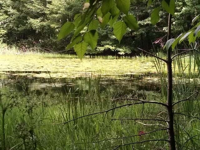 N11742 Deer Lake Road Tomahawk, WI 54487 - Photo 8 of 12 Gallery Image 8