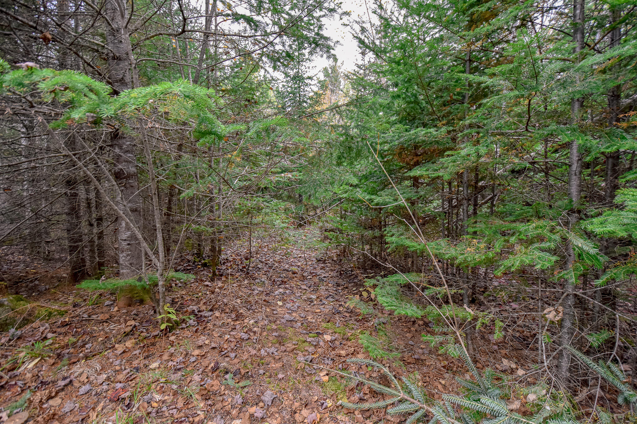 Lot 8 Coles Corner Road Abbot, ME 04406 - Photo 48 of 77 DSC_0939