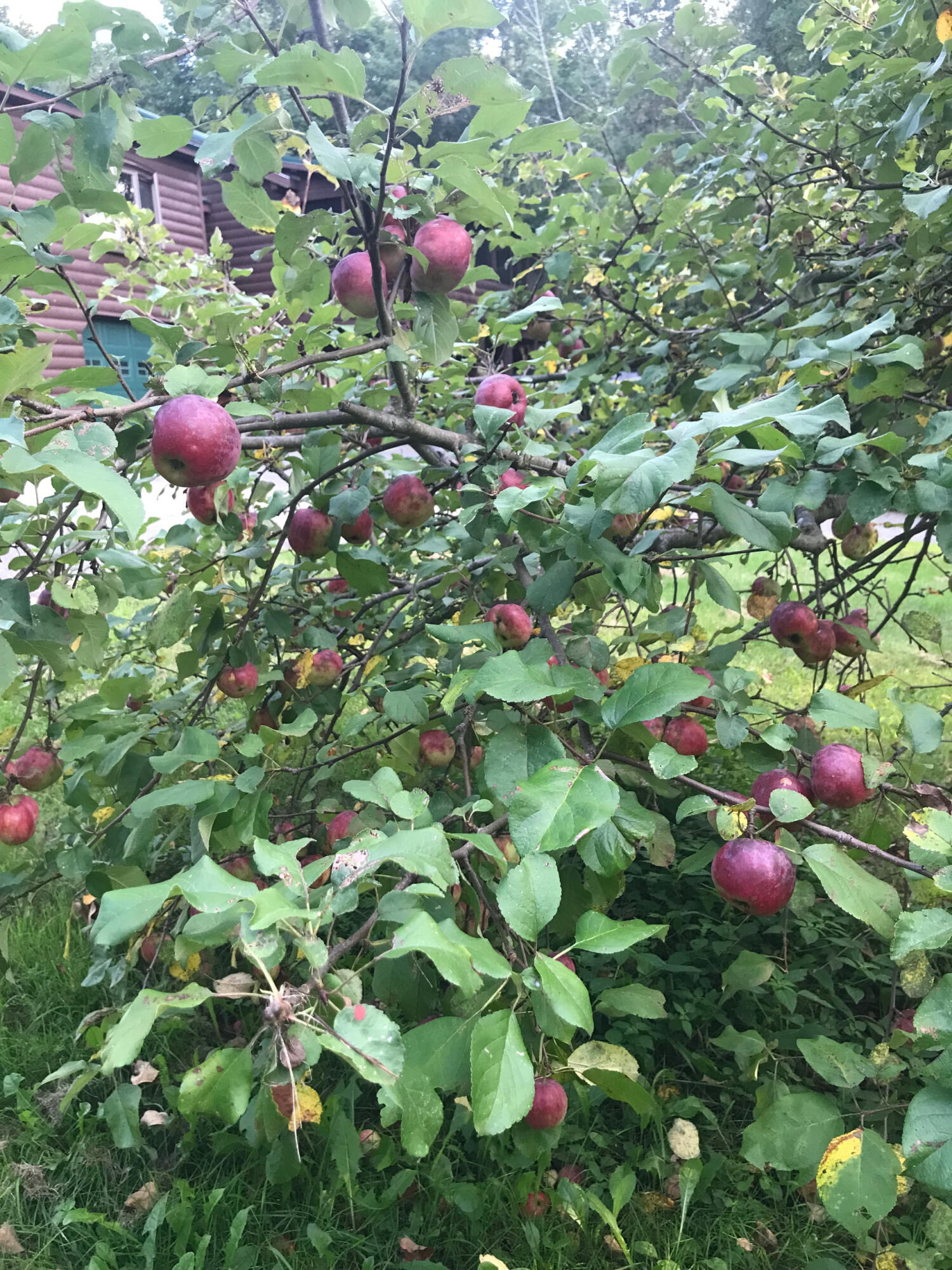 227 Simpson Corner Road Dixmont, ME 04932 - Photo 10 of 45 appletree