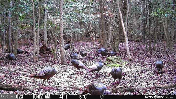 5076 Back Shelltown Road Marion Station, MD 21838 - Photo 54 of 97 Gallery Image 54