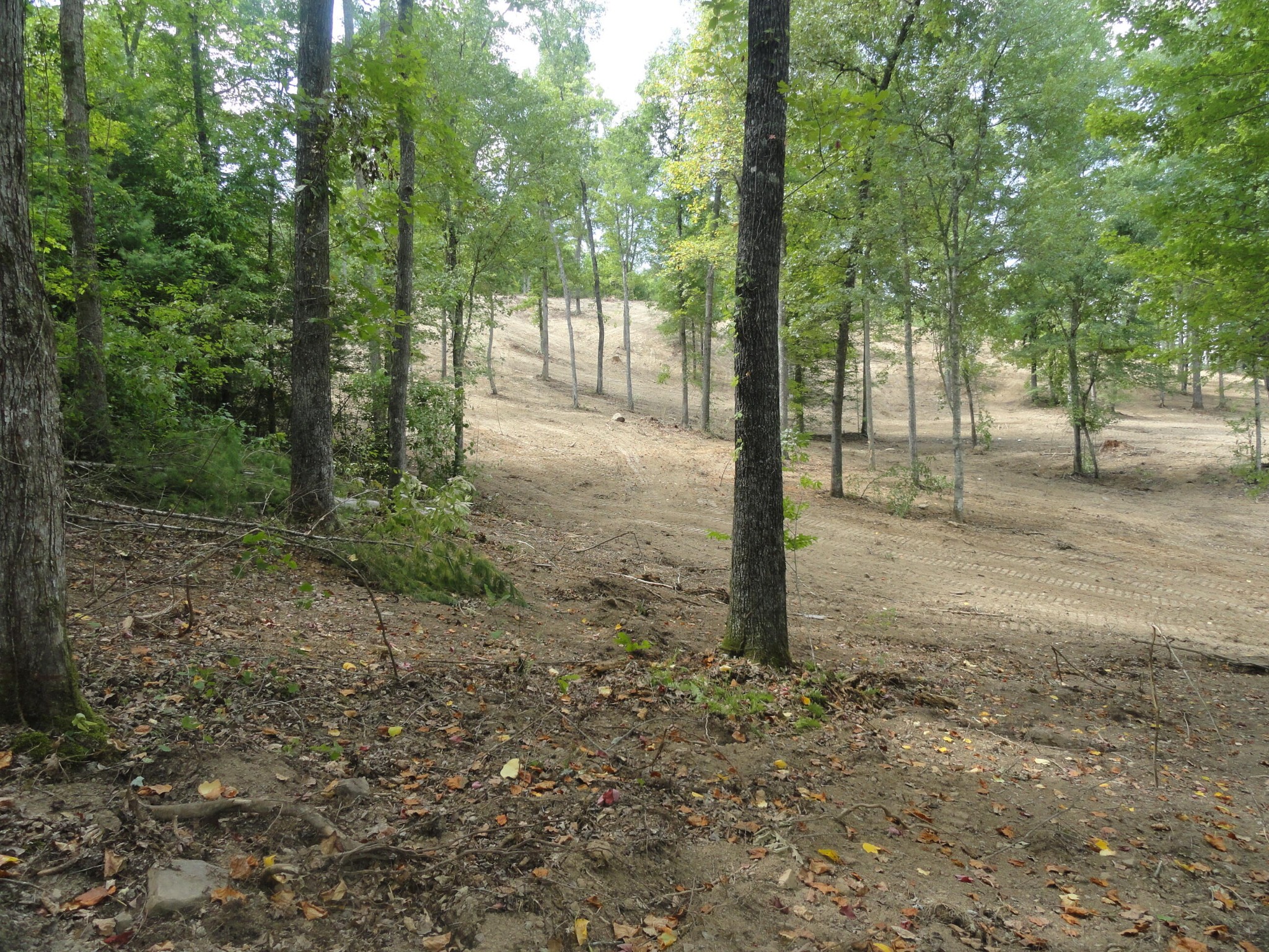 2277 Tellico Reliance Road Reliance, TN 37369 - Photo 13 of 34 a view of a forest filled with trees