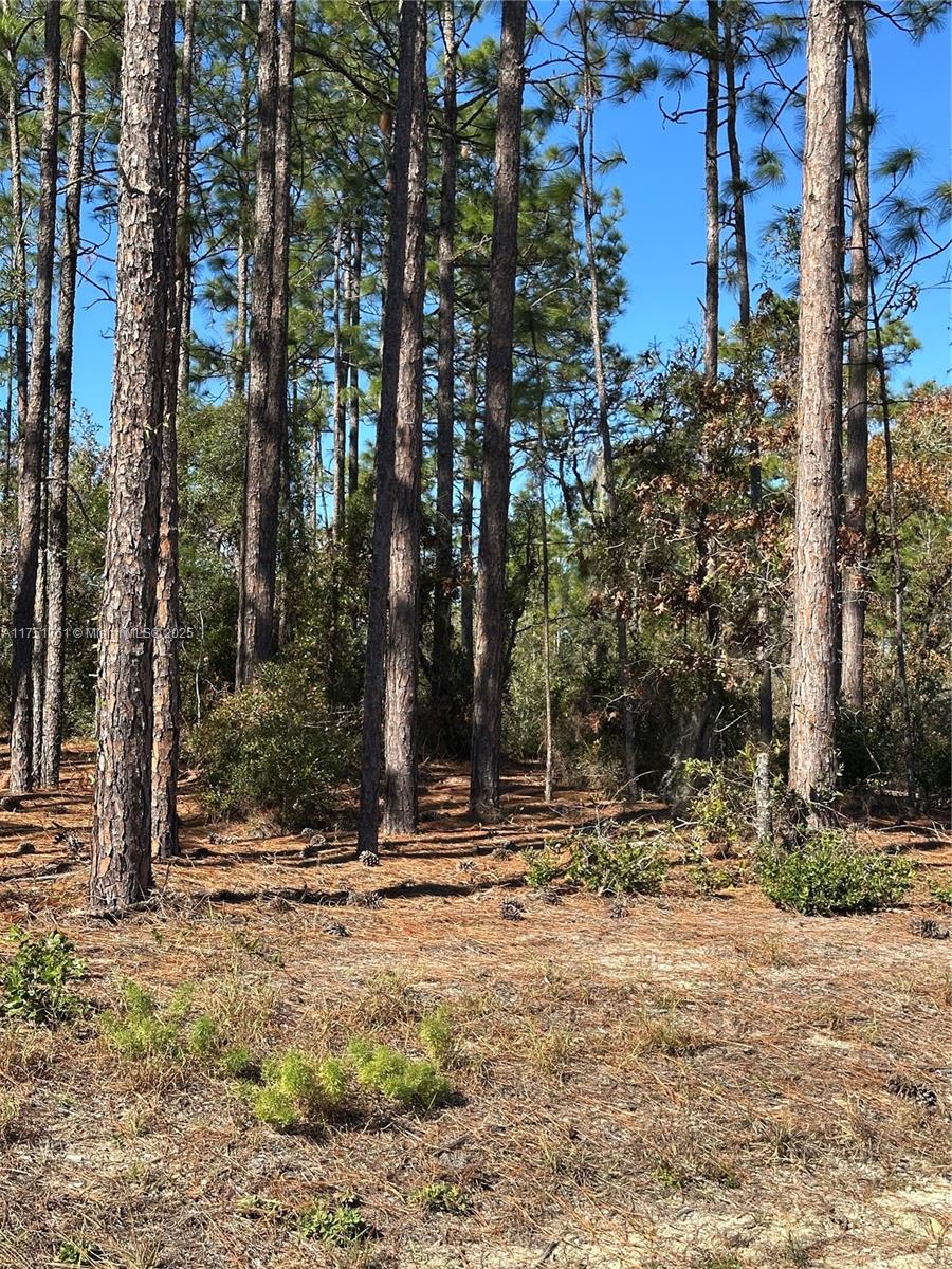 0 Southwest 209th Avenue Dunnellon, FL 34431 - Photo 2 of 12 a view of outdoor space with trees